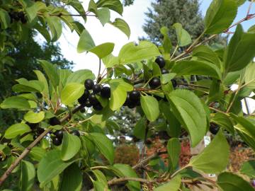 Fotografia da espécie Rhamnus cathartica