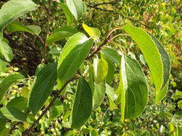 Fotografia da espécie Rhamnus cathartica