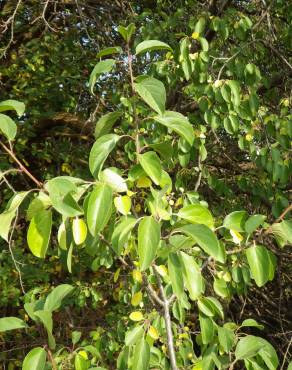 Fotografia 5 da espécie Rhamnus cathartica no Jardim Botânico UTAD