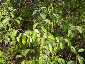 Fotografia da espécie Rhamnus cathartica