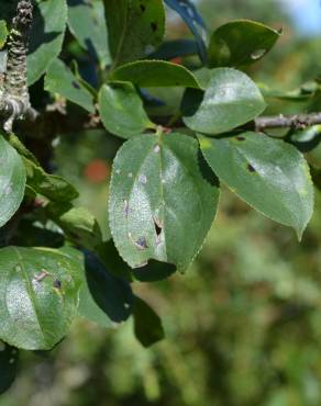 Fotografia 6 da espécie Rhamnus cathartica no Jardim Botânico UTAD