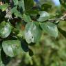 Fotografia 6 da espécie Rhamnus cathartica do Jardim Botânico UTAD