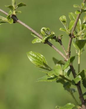 Fotografia 7 da espécie Rhamnus cathartica no Jardim Botânico UTAD