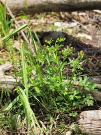 Fotografia da espécie Ranunculus sceleratus