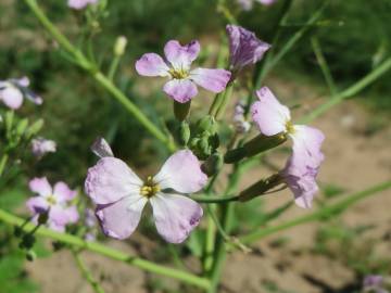 Fotografia da espécie Raphanus raphanistrum subesp. sativus