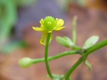 Fotografia da espécie Ranunculus sceleratus