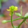 Fotografia 1 da espécie Ranunculus sceleratus do Jardim Botânico UTAD