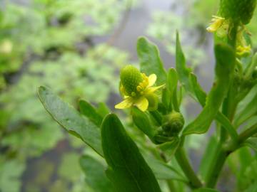 Fotografia da espécie Ranunculus sceleratus