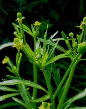 Fotografia 5 da espécie Ranunculus sceleratus no Jardim Botânico UTAD