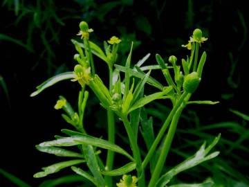 Fotografia da espécie Ranunculus sceleratus