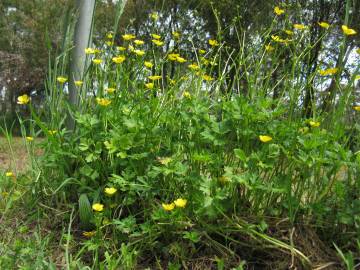 Fotografia da espécie Ranunculus sceleratus