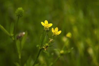 Fotografia da espécie Ranunculus sceleratus