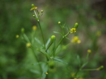 Fotografia da espécie Ranunculus sceleratus