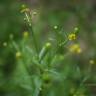 Fotografia 8 da espécie Ranunculus sceleratus do Jardim Botânico UTAD