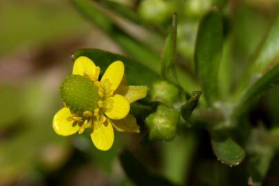 Fotografia da espécie Ranunculus sceleratus