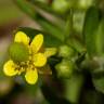 Fotografia 9 da espécie Ranunculus sceleratus do Jardim Botânico UTAD