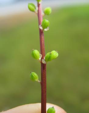 Fotografia 10 da espécie Triglochin striata no Jardim Botânico UTAD