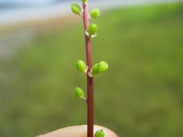 Fotografia da espécie Triglochin striata