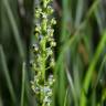 Fotografia 12 da espécie Triglochin striata do Jardim Botânico UTAD