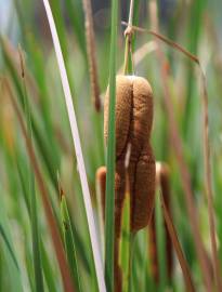 Fotografia da espécie Typha angustifolia