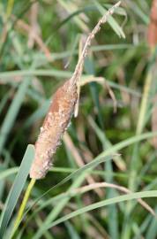 Fotografia da espécie Typha angustifolia