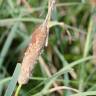 Fotografia 11 da espécie Typha angustifolia do Jardim Botânico UTAD