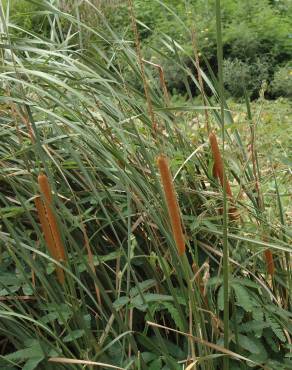 Fotografia 12 da espécie Typha angustifolia no Jardim Botânico UTAD