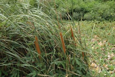 Fotografia da espécie Typha angustifolia
