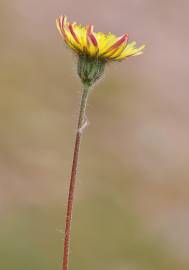 Fotografia da espécie Pilosella officinarum