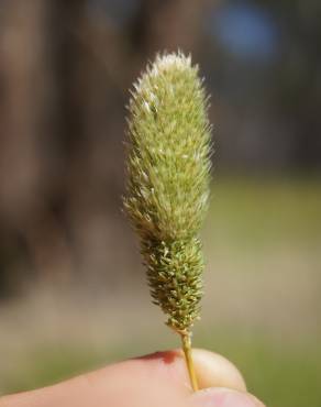 Fotografia 9 da espécie Phalaris paradoxa no Jardim Botânico UTAD