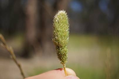 Fotografia da espécie Phalaris paradoxa