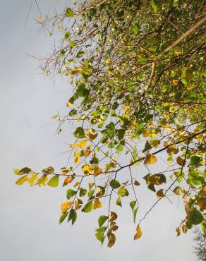 Fotografia 9 da espécie Ulmus glabra no Jardim Botânico UTAD