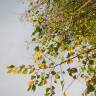 Fotografia 9 da espécie Ulmus glabra do Jardim Botânico UTAD