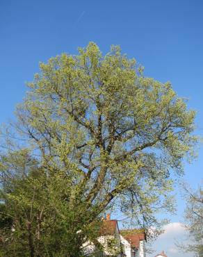 Fotografia 10 da espécie Ulmus glabra no Jardim Botânico UTAD