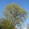 Fotografia 10 da espécie Ulmus glabra do Jardim Botânico UTAD