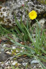 Fotografia da espécie Ranunculus gramineus