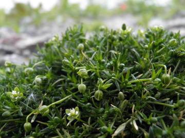 Fotografia da espécie Sagina procumbens