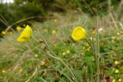 Fotografia da espécie Ranunculus gramineus