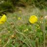 Fotografia 11 da espécie Ranunculus gramineus do Jardim Botânico UTAD