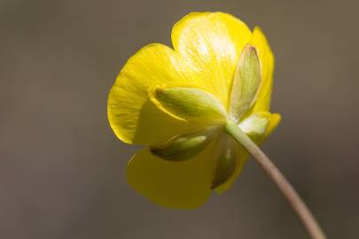 Fotografia da espécie Ranunculus gramineus