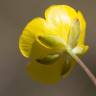 Fotografia 12 da espécie Ranunculus gramineus do Jardim Botânico UTAD