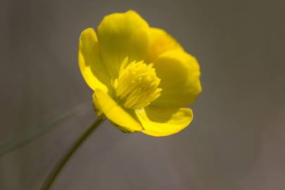 Fotografia da espécie Ranunculus gramineus