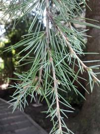 Fotografia da espécie Cedrus deodara