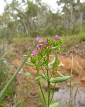 Fotografia 10 da espécie Centaurium tenuiflorum no Jardim Botânico UTAD