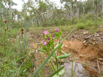 Fotografia da espécie Centaurium tenuiflorum