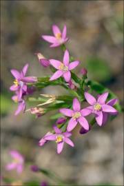 Fotografia da espécie Centaurium tenuiflorum