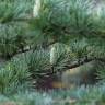 Fotografia 11 da espécie Cedrus deodara do Jardim Botânico UTAD