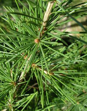 Fotografia 12 da espécie Cedrus deodara no Jardim Botânico UTAD