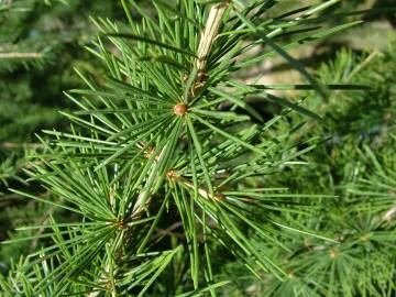 Fotografia da espécie Cedrus deodara