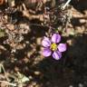 Fotografia 11 da espécie Fagonia cretica do Jardim Botânico UTAD